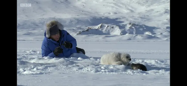 Arctic ringed seal (Pusa hispida hispida) as shown in Frozen Planet - On Thin Ice